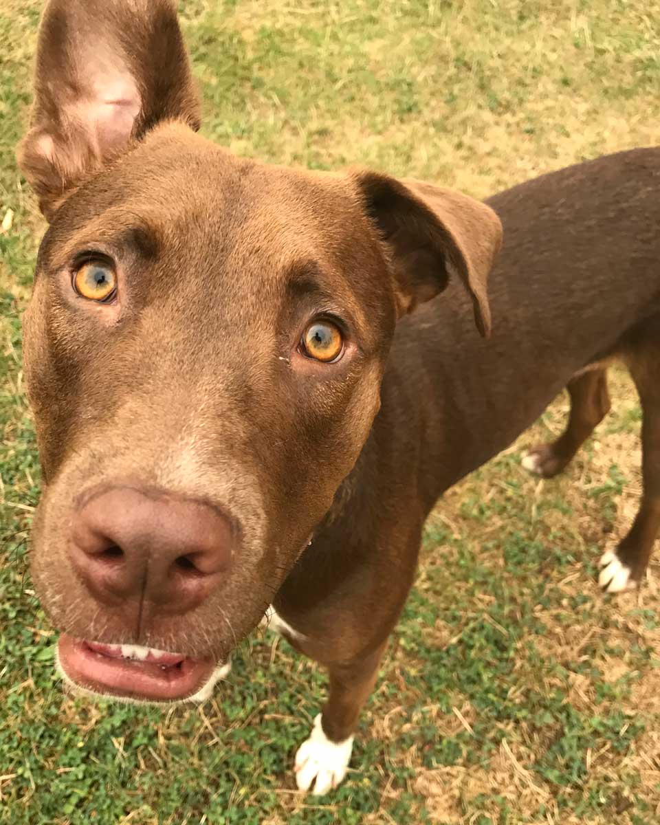 Oscar